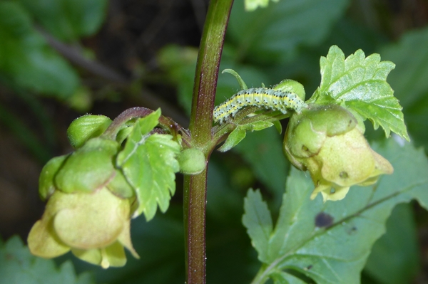 Cucullia (Shargacucullia) scrophulariphaga, Noctuidae